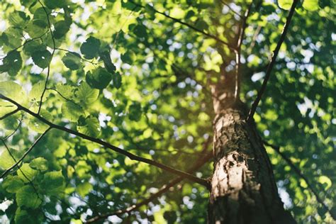 東南風水|風水・東南に置くといいもの！おすすめのカーテンと観葉植物！